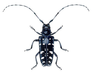 Illustration for article titled 10 of the World's Worst Invasive Species